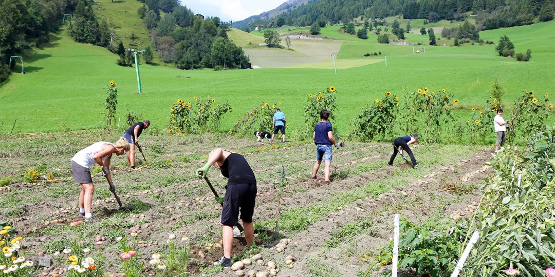 Aus Der Erde Auf Die Teller Dolomitenstadt