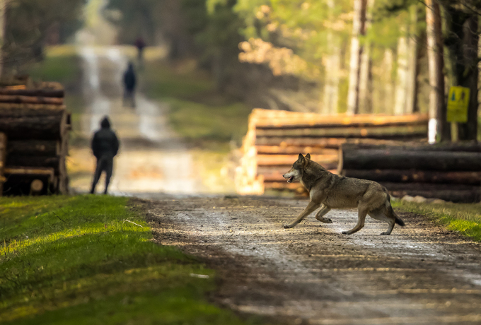 Wolf In Pr graten Bauern Zahlen 1 000 Euro Kopfpr mie Dolomitenstadt